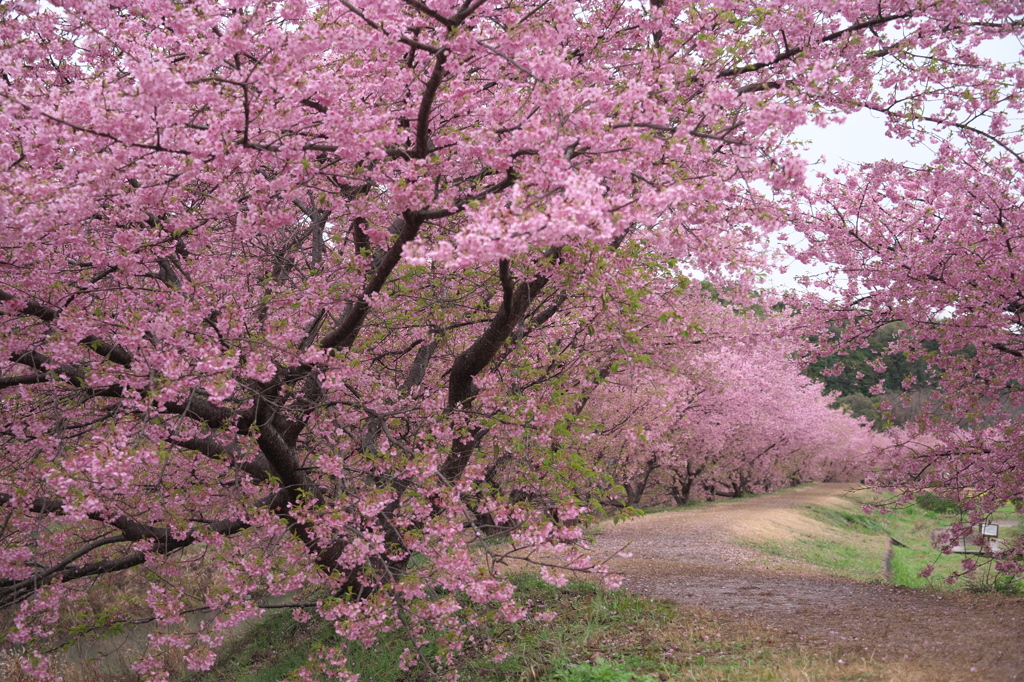 河津桜の波しぶきを被る