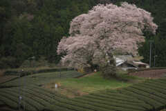 牛代の水目桜