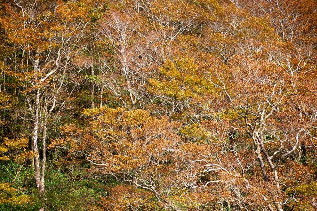 冠山の紅葉景