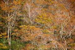 冠山の紅葉景
