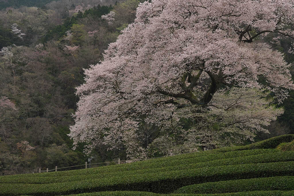 茶畑の中の一本桜に会う