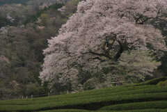 茶畑の中の一本桜に会う