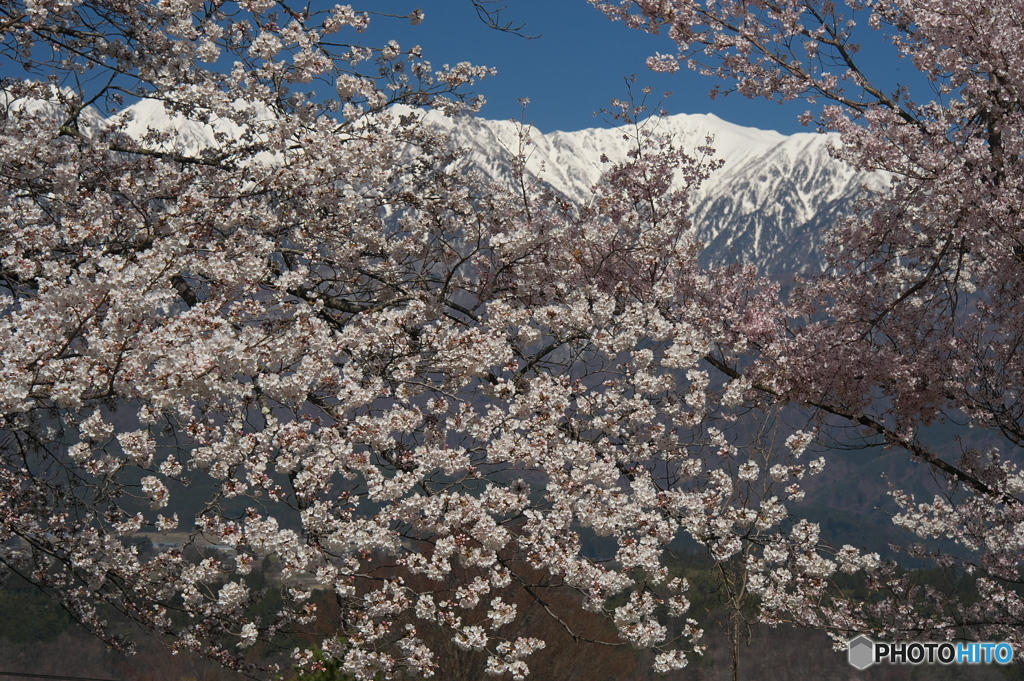 望岳荘の桜
