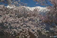 望岳荘の桜