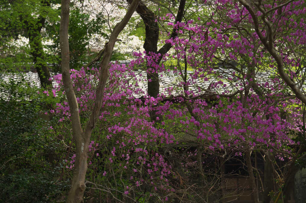 山の華