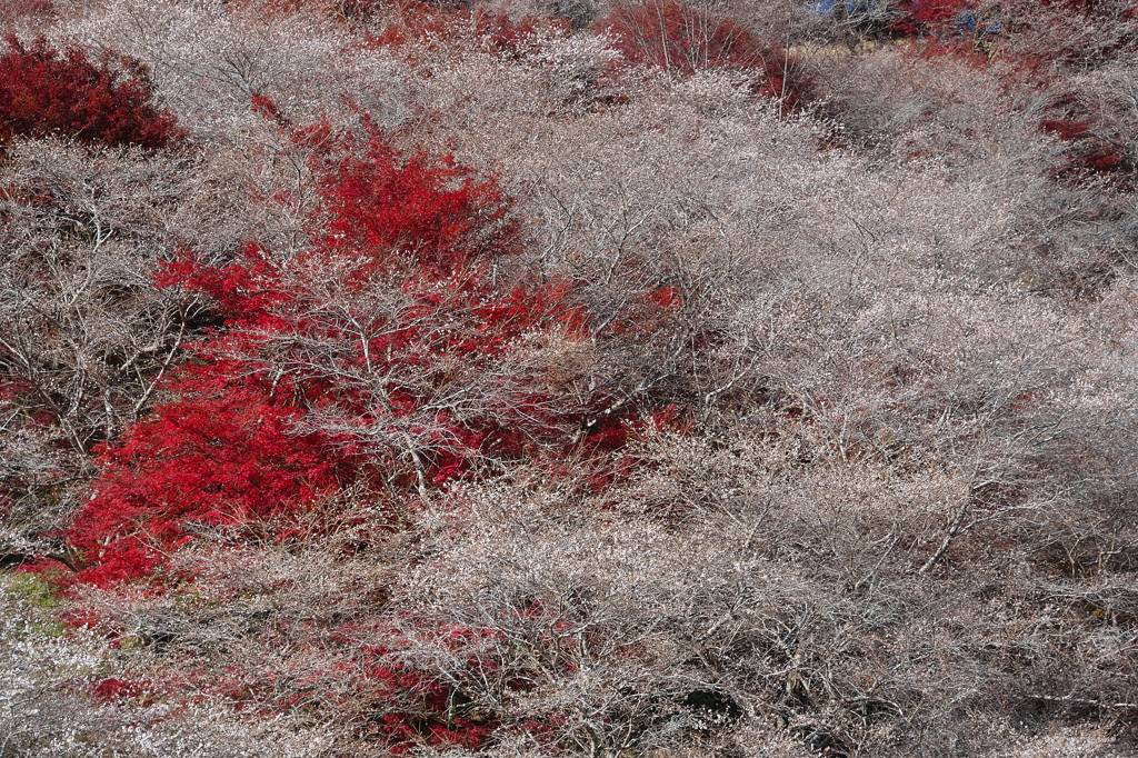 四季桜