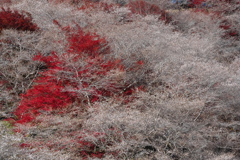 四季桜