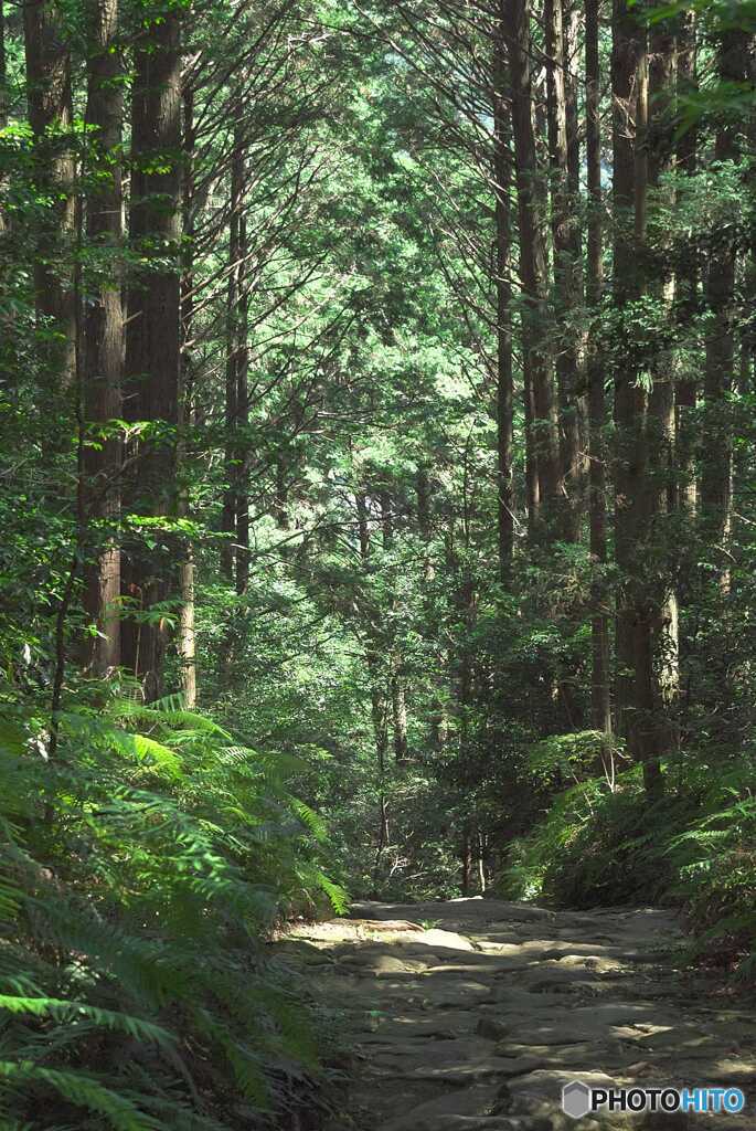 熊野古道　桧美林の馬越峠