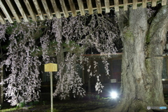 増泉寺の枝垂れ桜
