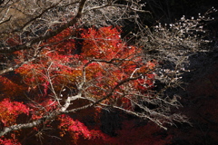 四季桜