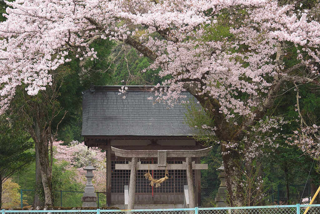 春景に足が止まる