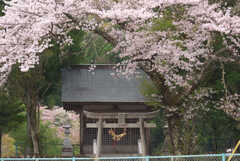 春景に足が止まる