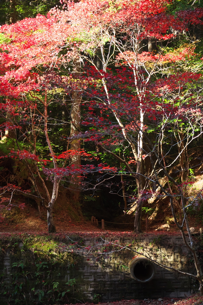 小國神社、宮川を散策