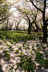 桜の雪