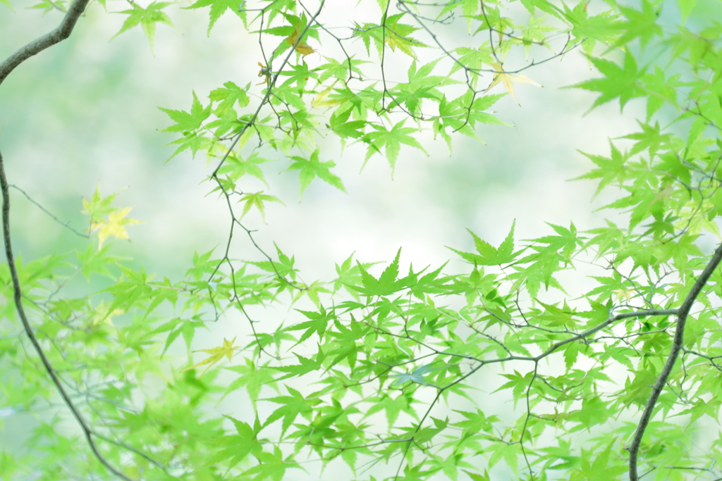 紅葉時期だけど緑！