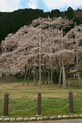 薄墨桜