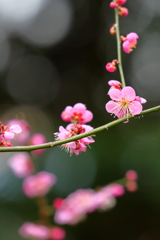 春が来た