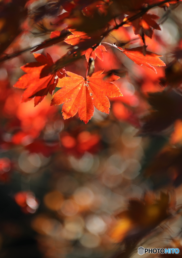 紅葉