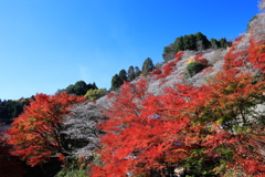 赤と白