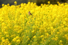 菜の花畑