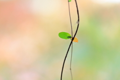 一枚の紅葉