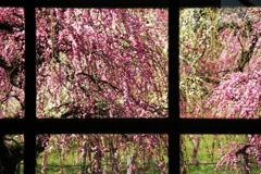 ハウス内からの梅林