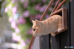 フィギアも楽しい