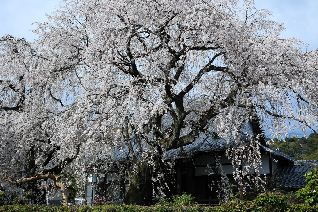 しだれ桜