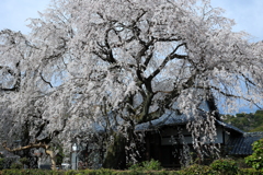しだれ桜
