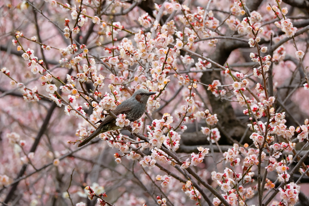 梅の蜜！
