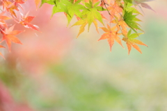 紅葉の彩り