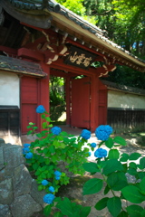 あじさい寺　本光寺