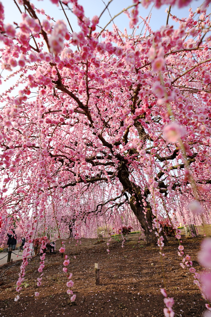 鈴鹿の森