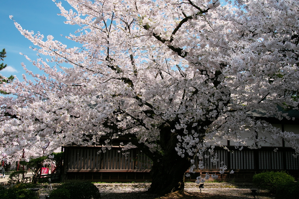 弘前城最年長ソメイヨシノ