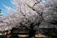 弘前城最年長ソメイヨシノ