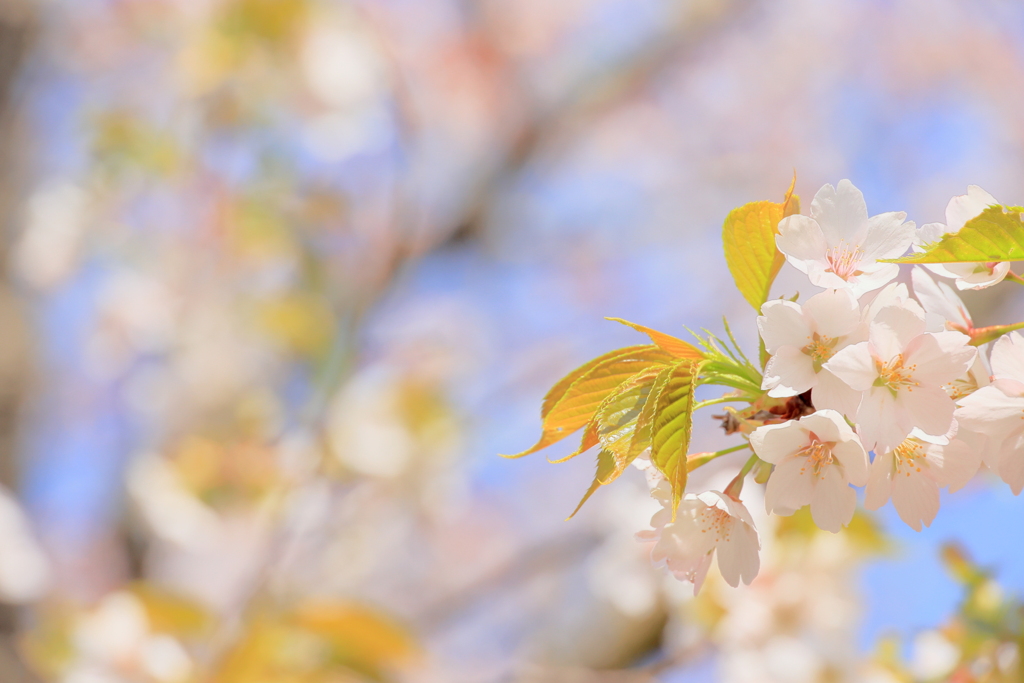 山桜