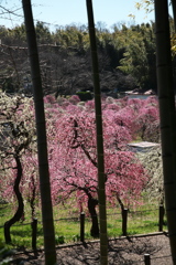 竹林越しに梅林