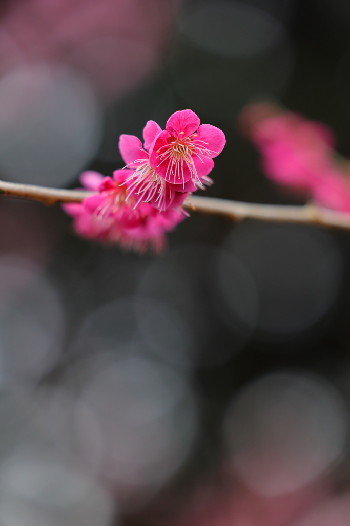春は来た