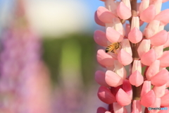 ミツバチホバリング