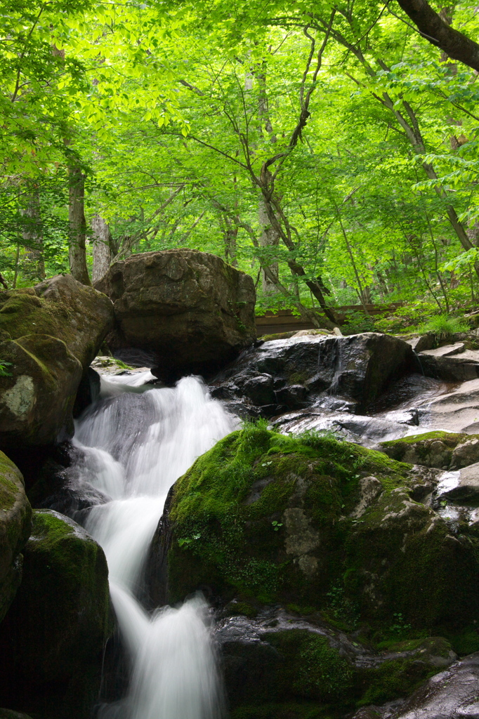 魚返滝と新緑