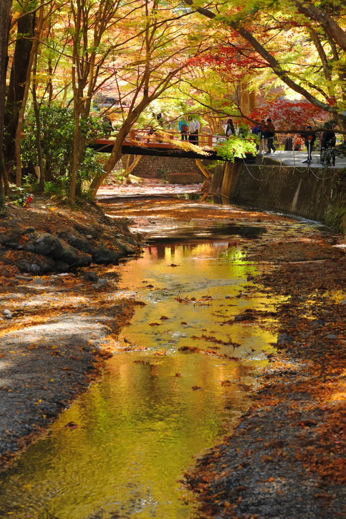 黄金の水面
