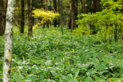 笹原