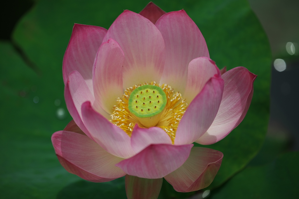 星名池