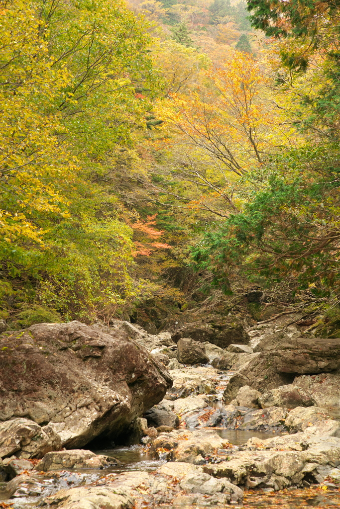 大台ヶ原の谷間