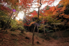 もみじ谷陽光