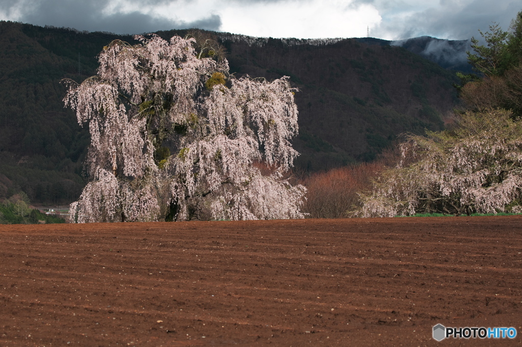 畑おこしエドヒガン
