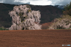 畑おこしエドヒガン