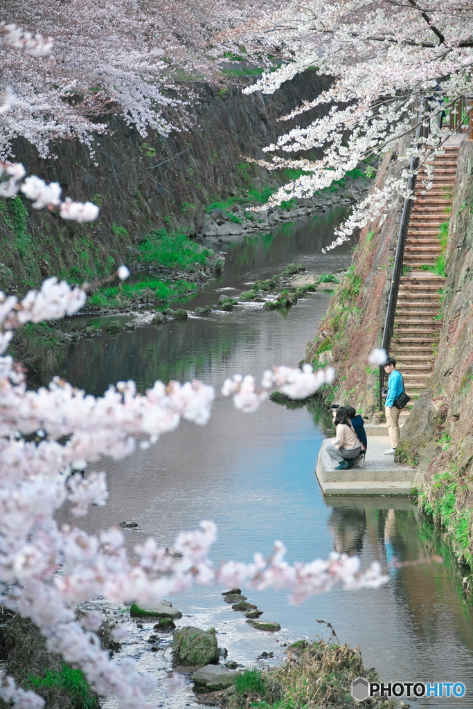 両岸桜花