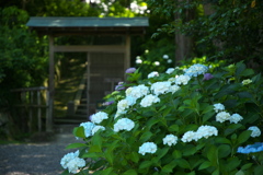三河のあじさい寺