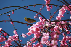メジロの蜜吸い